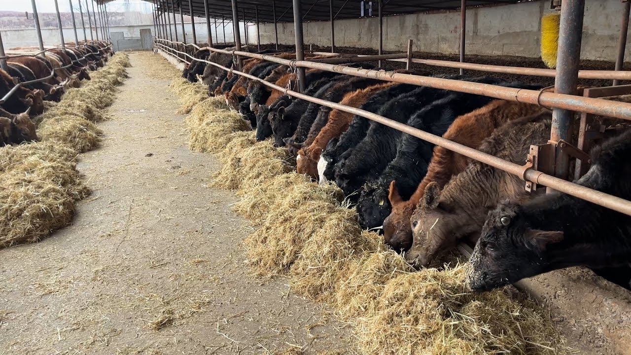 100 HAYVANA 30 DAKİKA DA NASIL BAKILIR GÜNLÜK İŞLER VLOG