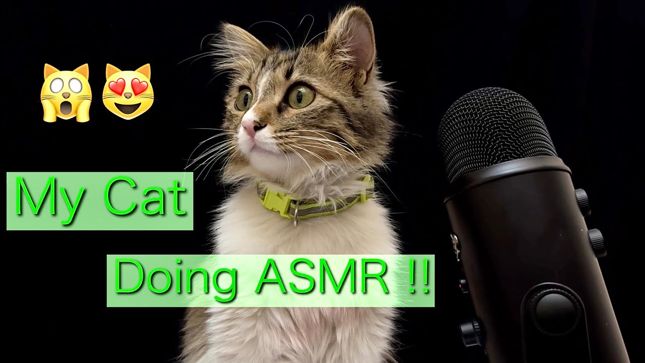 Shhhh..!!! My Cat Is Doing ASMR🤤🐈😴