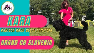 Black Russian Terrier Karissa Kara Bella Fantasia, Grand Slo Ch, With Her Owner