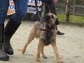 Mouse - Border Terrier - 3 Weeks Residential Dog Training の動画、YouTube動画。