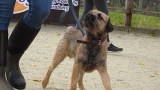 Mouse  Border Terrier  3 Weeks Residential Dog Training