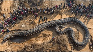 15 Ungewöhnlich Große Tiere, Die Wirklich Existieren