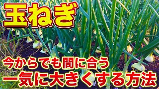 【玉ねぎ栽培】小さな玉ねぎを一気に大きくする方法○○を使用して根張りをよくしよう原因を把握することが重要です