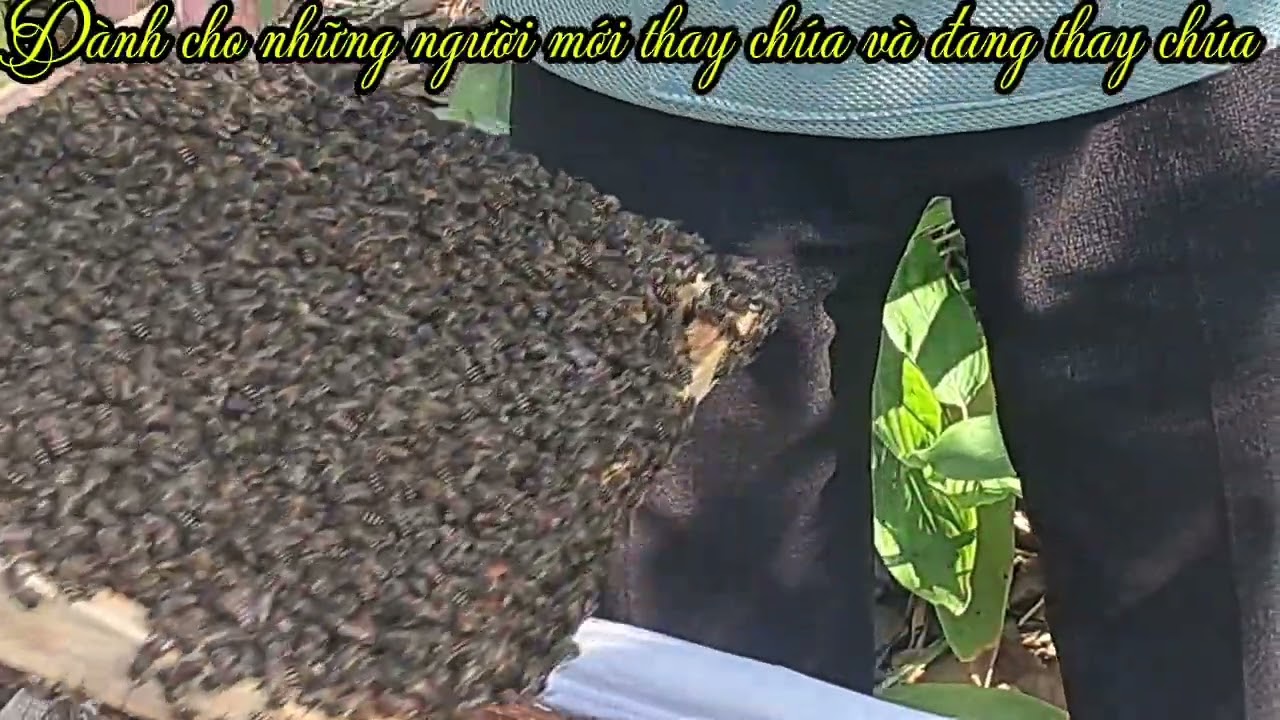 Dành cho những người mới thay chúa và đang thay chúa 