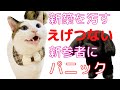 新築を汚すエゲつない新参者にパニックする猫達【オモチャ開封動画】