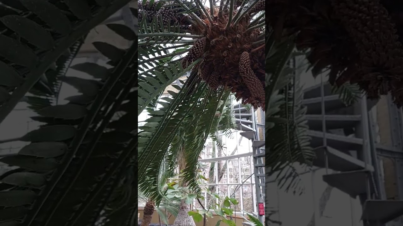 Eastern Cape giant cycad