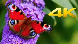 Mes Papillons  Butterfly in 4K  Nature  Ultra HD  Butterflies  4K  WILDLIFE  Chill Music  4K