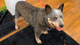 SEVERELY Overweight Cattle Dog Groom