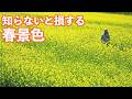 北杜市の春絶景!!菜の花と八ヶ岳、春を感じる旅|北杜市|菜の花|HOVERAir X1 Smart|ドライブ|田舎暮らし|山梨県|4K