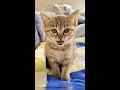 目が覚めるとママに一生懸命お喋りする子猫 #shorts