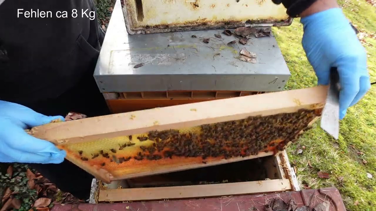 2026 Bienendurchsicht XXL am fremden Bienenstand Uncut Imkerhilfe