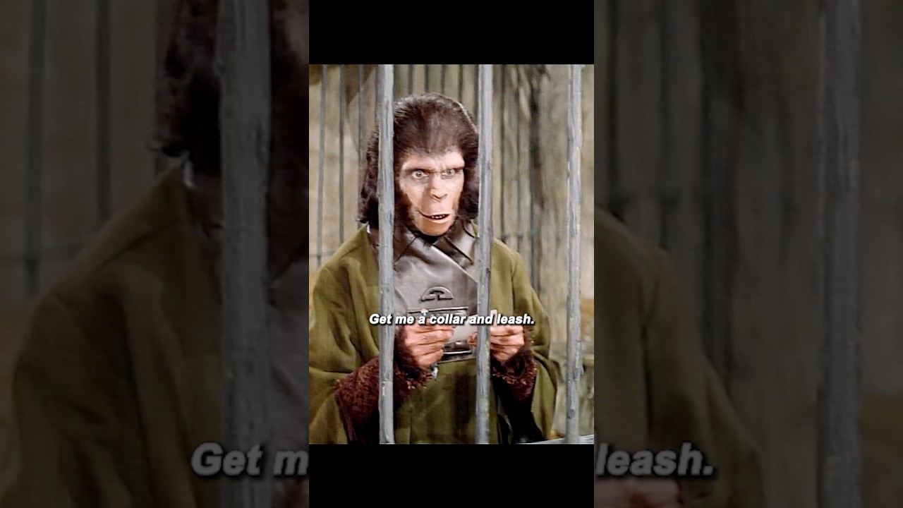 📝 Captured Man Shocks Intelligent Apes with One Impossible Skill ✈️🐒