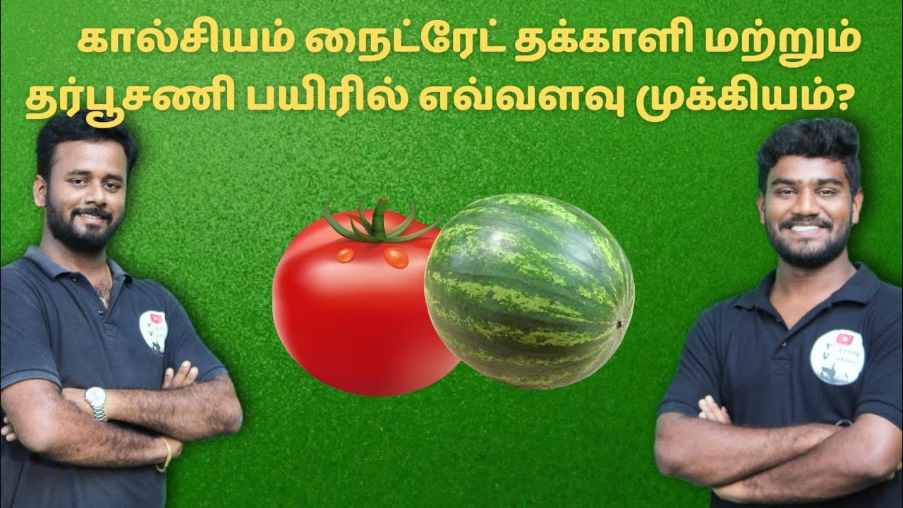 calcium Nitrate தக்காளி மற்றும் தர்பூசணி பயிரில் ஏற்படுத்தும் விளைவுகள் என்ன?