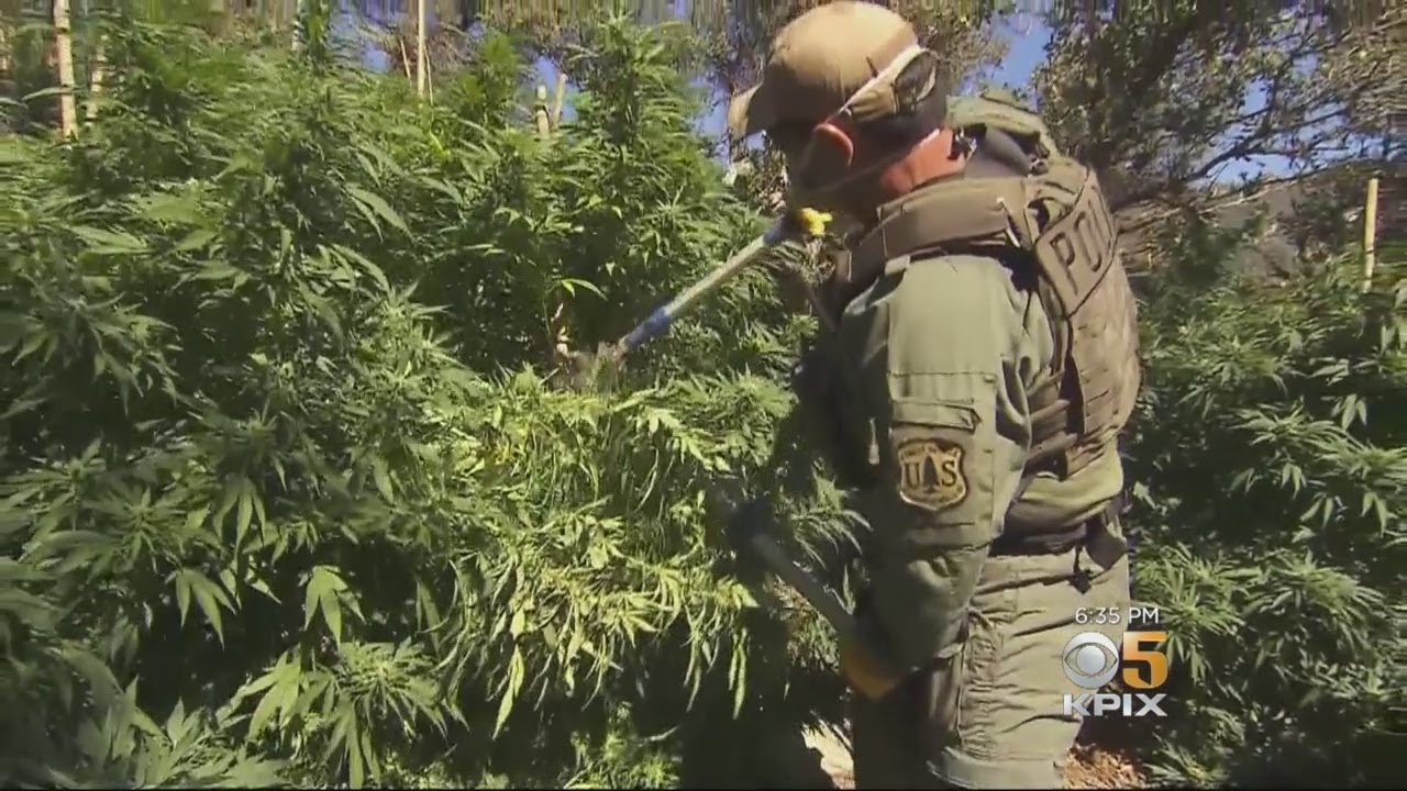 Close up look at the damaged down to the National Forests in California by illegal marijuana grows