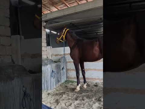 Aghaz e Sehar #agahzesehar #nezabazipakistan #horse