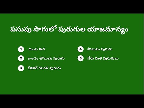 07 పసుపు సాగులో పురుగుల యాజమాన్యం