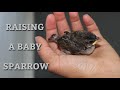 Raising a Baby Bird: The Story of Little Birdy