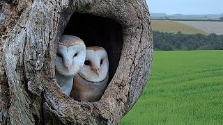 Indecisive Barn Owls Finally Start a Family 🦉🦉 | Willow & Ghost | Robert E Fuller