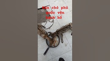 Bán cặp chó giống phú quốc vện đẹp. Vện bạch hổ xoáy kiếm 0888249249 ship toàn quốc.