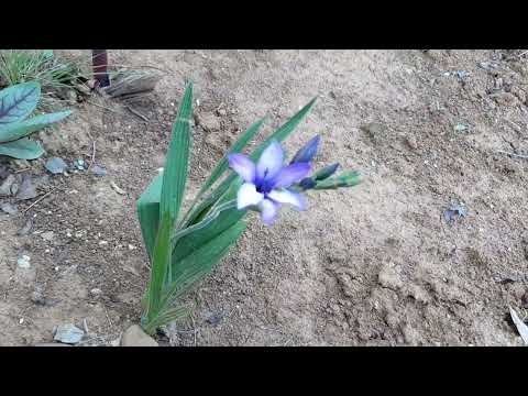 Vídeo: Cuidados com flores de babuíno – Como plantar bulbos de babiana no jardim