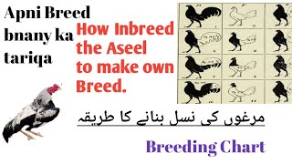 Inbreeding in Aseel | Apni Aseel Nasl bnany ka tariqa .