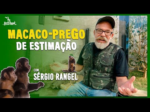 Vídeo: Macacos-prego: características de manter em casa