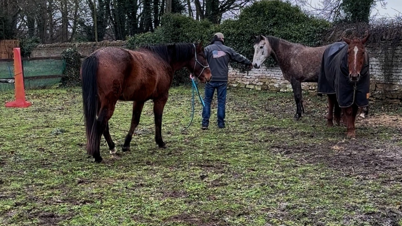 Come along Horse Shopping With Me!!