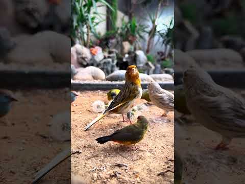 Aviary | Bird