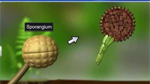 CBSE Class 11 Biology || Pteridophytes || By Shiksha House