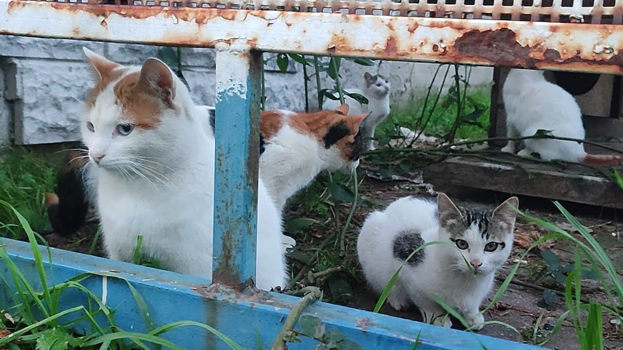 Okul ziyareti - Maxine kilo aldı, aldığı kilolar çok yakıştı 
