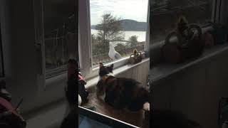 Seagull Pecks the Window When a Cat Approaches
