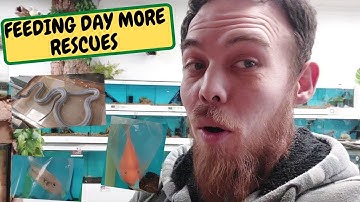 Feeding Day More Rescues Arrive (Snake Island Exotics)
