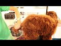 Royal Diamond Labradoodles, The Hand Scissor Cut on Trimming the Tail.mov