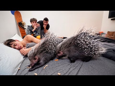 porcupine-wake-up-prank-on-brother!