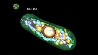 Cell Biology and Biophysics at EMBL
