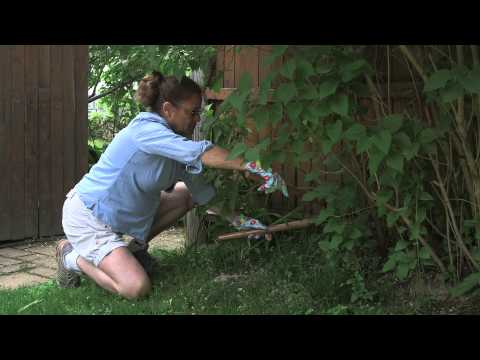 Video: Control de garrapatas para jardines - Cómo deshacerse de las garrapatas en mi jardín