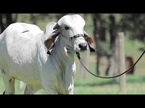 LOTE 9 – JARDINEIRA FIV CABO VERDE JCVL4206