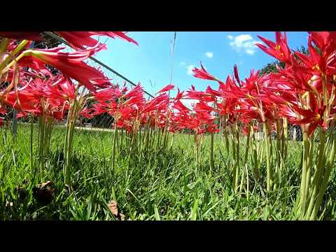 וִידֵאוֹ: What Is An Oxblood Lily: Tips for Oxblood Lily Lily In Gardens