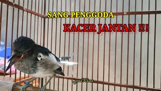 AWAS TERPIKAT| Kacer betina gacor penggoda sang jantan.