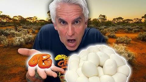 WORLDS SMALLEST PYTHON LAID EGGS - CrittaCam