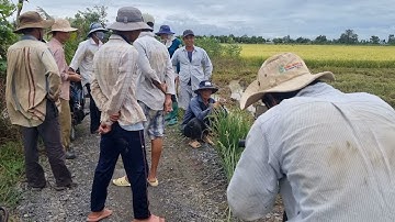 Người Dân Không Nên Chủ Quan Với Loài Rắn Cực Độc | Mười Thương SB_ Tập 121
