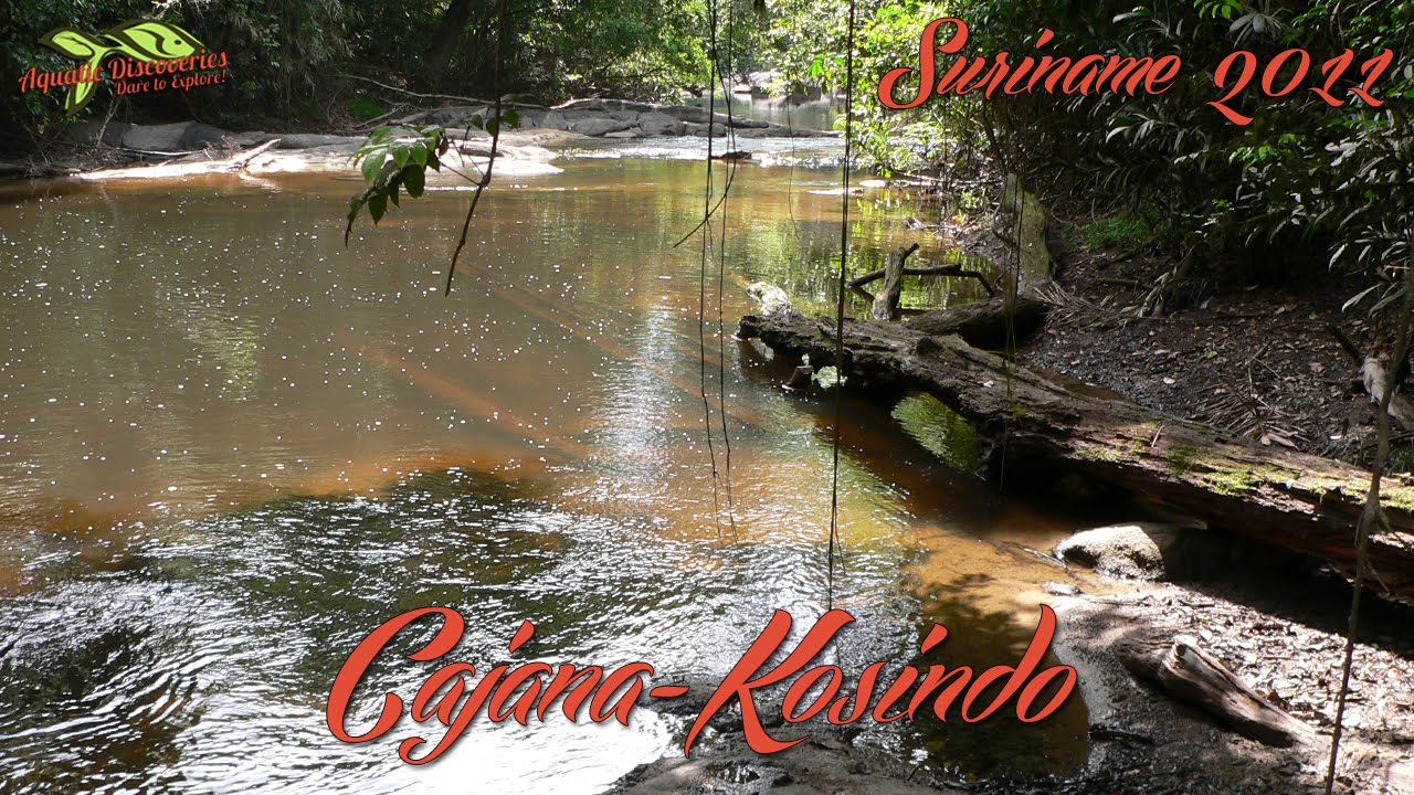 Aquatic Discoveries: Cajana-Kosindo