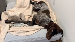 I Think My Dog Is Broken | German Shorthaired Pointer | GSP Dog by Tundra The GSP 6,634 views 1 year ago 3 minutes, 2 seconds