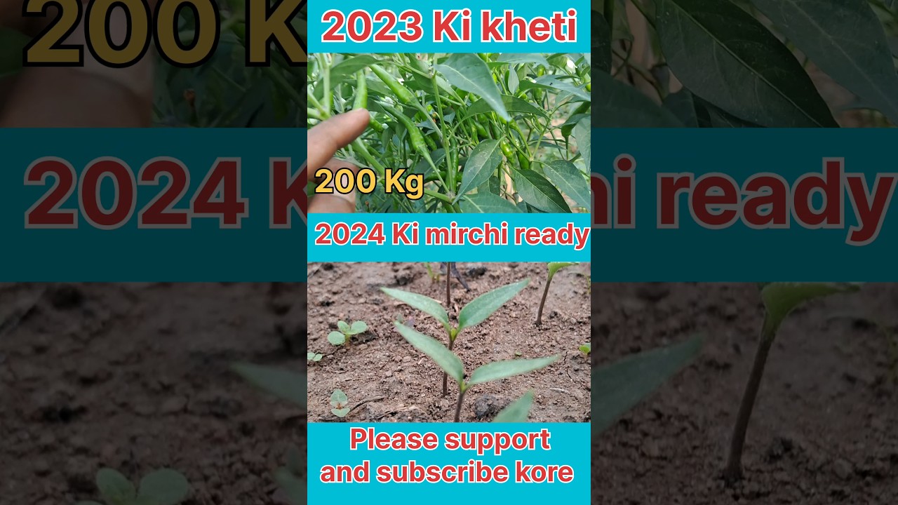Mirchi ki kheti 2023-2024 