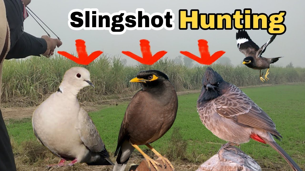 Slingshot Birds Hunting YouTube