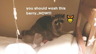 [Celeste] RARE RACCOON ROAD Golden Strawberry screenshot 4