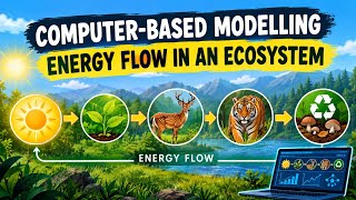 Computer-Based Modelling of Energy Flow in an Ecosystem | Educational Animation