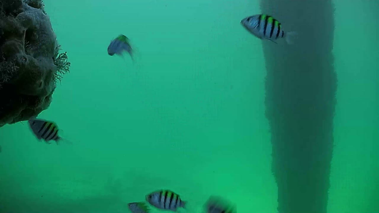 Deerfield Underwater Cam 07192018 184330 194329 YouTube