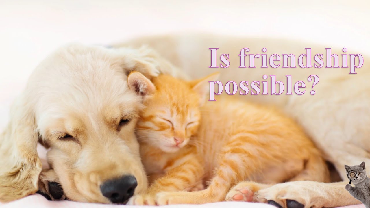 Harmonization of cat and dog relationships YouTube