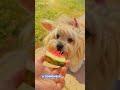 #melancia #músicainfantil #canalinfantil #dog #viralshorts #animais